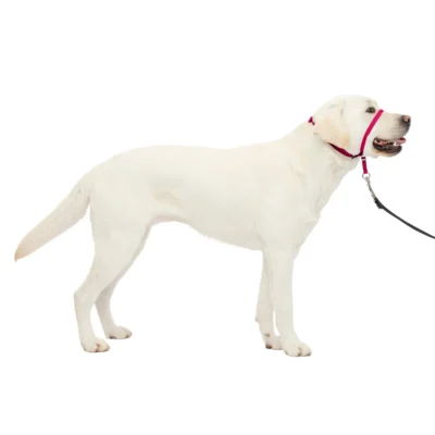 Gentle Leader Headcollar, No-Pull Dog Collar - Raspberry